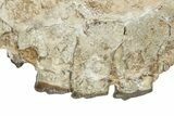 Fossil Running Rhino (Hyracodon) Upper Skull - South Dakota #242023-6